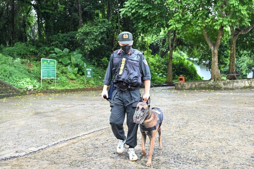 Chó nghiệp vụ của lực lượng công an được huy động vào rừng tìm kiếm nam du khách đang mất tích. (Ảnh: Dân trí)