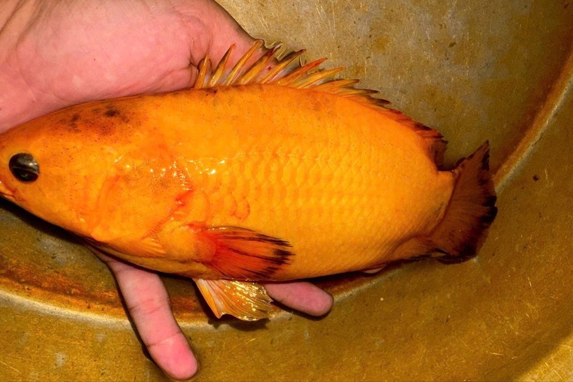 Người đàn ông ở Cần Thơ câu được cá rô vàng óng ánh kỳ lạ, nhiều người hỏi mua, nhưng chưa bán. Ảnh: Tiền Phong
