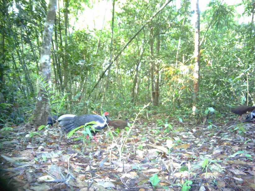 Gà lôi trắng sinh sống trong tự nhiên. (Ảnh: VQG Chư Yang Sin)