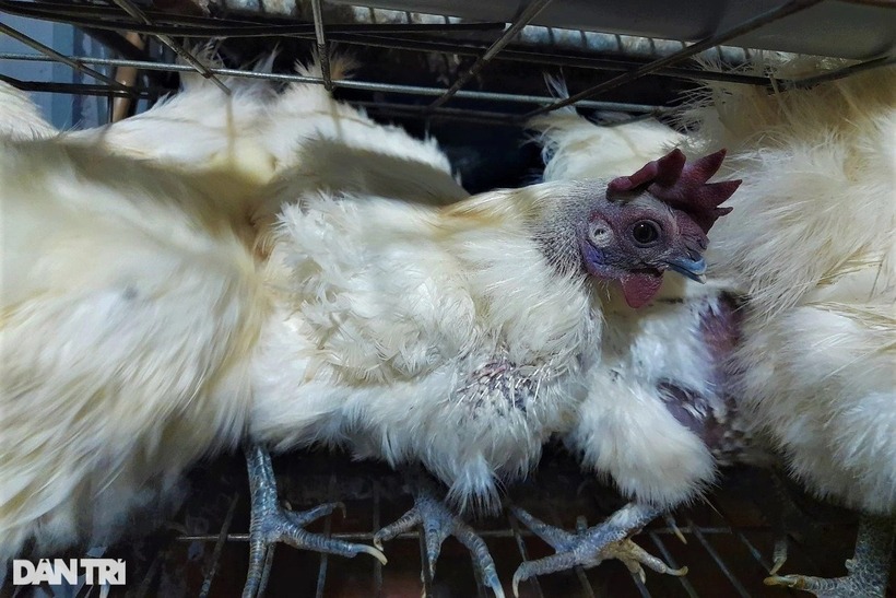 Gà ác có thân hình nhỏ, lông trắng, da, thịt, xương và mỏ đều có màu đen. Ảnh: Dân trí