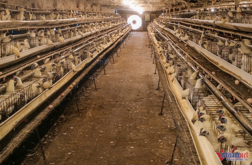 Trang trại gà của chị Nhân. Ảnh: VietNamnet