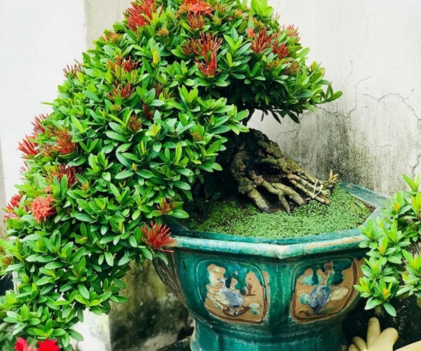 Ông K. lý giải sở dĩ mẫu đơn đỏ và vàng được ưa chuộng nhất là do màu vàng tượng trưng cho sự giàu sang, phú quý, còn màu đỏ mang lại may mắn trong năm mới. Đặc biệt, giống mẫu đơn vàng thường là loại cổ thụ, thân lớn. Ông K. chia sẻ thêm: "Tôi còn một cặp mẫu đơn cổ thụ phía trước, mỗi cây có tuổi đời trên 50 năm. Tôi uốn thành dòng thác đổ, phải 60 triệu tôi mới bán".