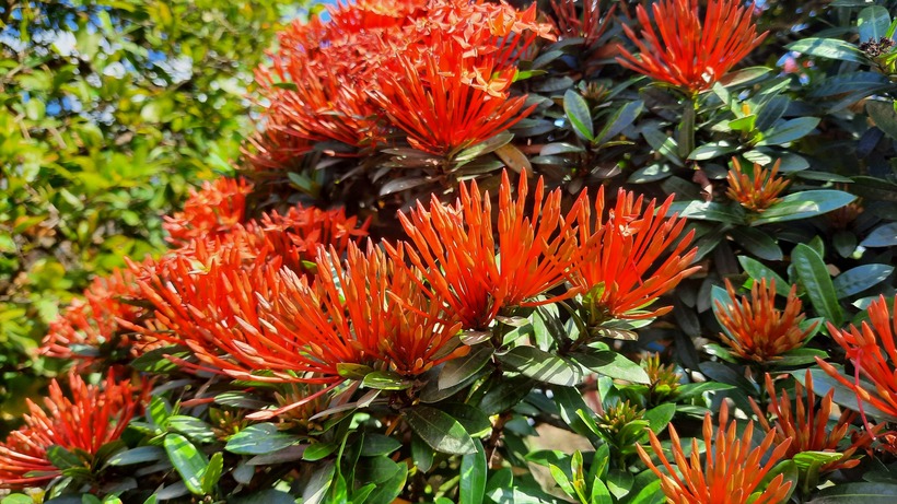 Theo ông L.V.K (Vĩnh Long), hoa mẫu đơn được nhiều người ưa chuộng vì đặc tính ra hoa quanh năm, đặc biệt nở rộ nhất vào dịp Tết Nguyên đán. Ông cho biết thêm, loài hoa này có nhiều màu sắc và chủng loại. Những chùm hoa mẫu đơn nở thành hình cầu với vô số bông hoa nhỏ bên trong, mang theo hương thơm thoang thoảng.