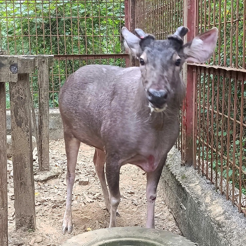 Con nai nặng 200kg được người dân giao nộp cho cơ quan chức năng. Ảnh: Dân Trí.