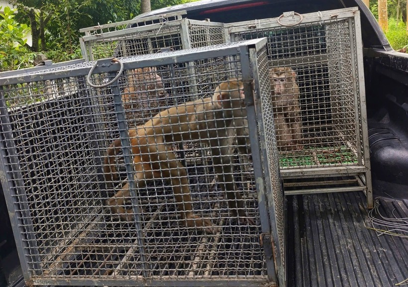 3 con khỉ đuôi lợn được người dân giao nộp cho cơ quan chức năng. Ảnh: Dân Việt.