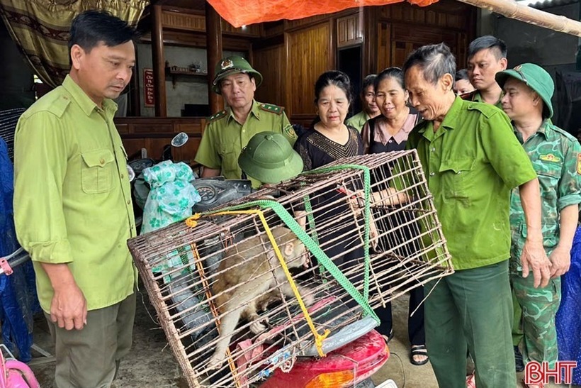 Cơ quan chức năng tổ chức tiếp nhận cá thể khỉ do ông Thận tự nguyện giao nộp. (Ảnh: Báo Hà Tĩnh)