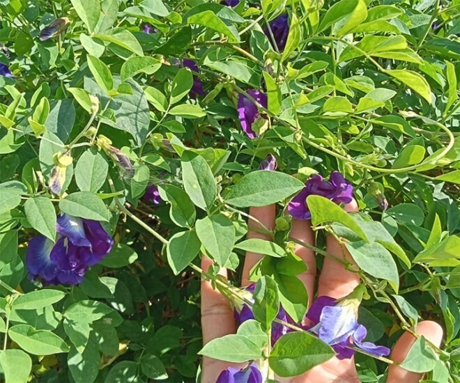 Cây đậu biếc có thể ra hoa quanh năm, cứ khoảng nửa tháng lại cho thu hoạch một lứa mới.
