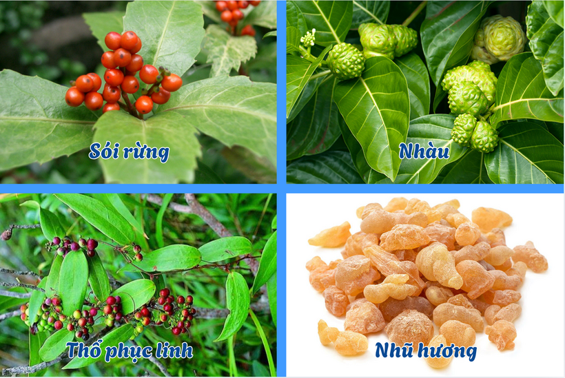 Sói rừng, Thổ phục linh, Nhũ hương… giúp hỗ trợ kiểm soát bệnh lupus ban đỏ, phòng ngừa biến chứng thận lupus