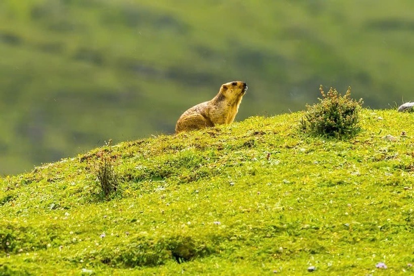 Chuột marmot là loài gặm nhấm xuất hiện nhiều ở vùng núi. Ảnh: SCMP