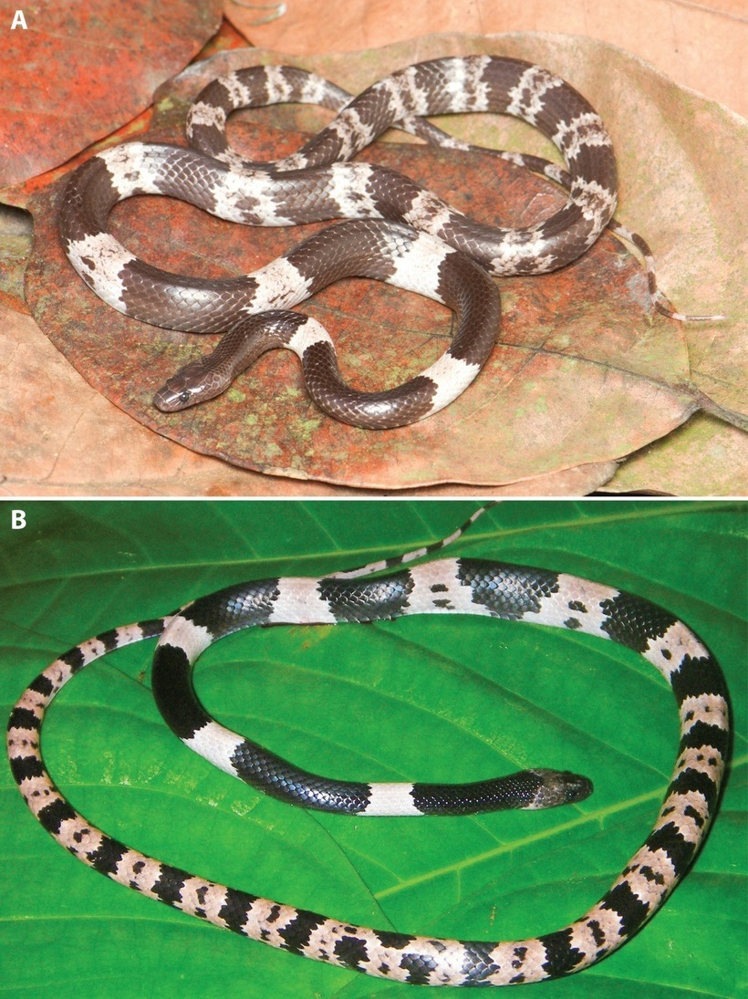 Loài rắn khuyết Việt Nam mới được công nhận có nhiều biến thể về hình thái. Ảnh: Andrey M. Bragin/R. Hendrix