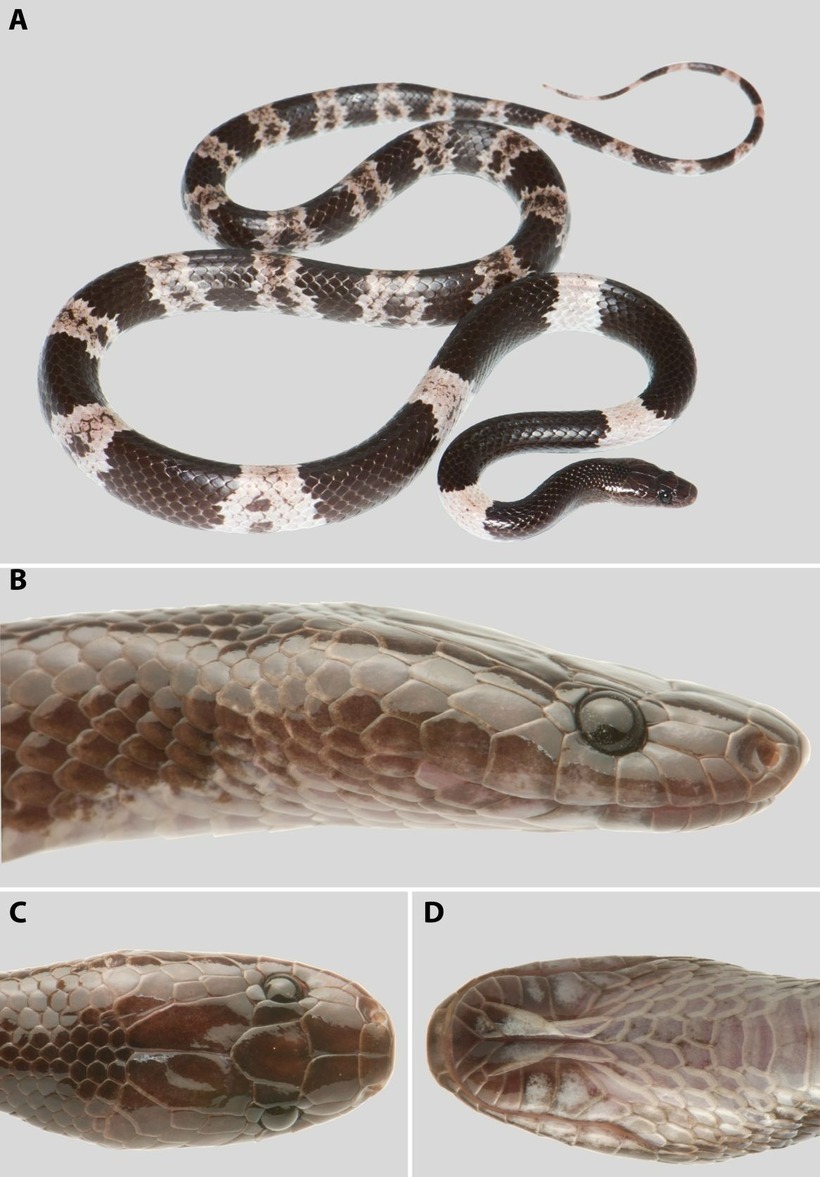 Những đặc điểm trên phần đầu là điểm nhận dạng giúp phân biệt rắn khuyết Việt Nam với các loài rắn khuyết khác. Ảnh: Andrey M. Bragin