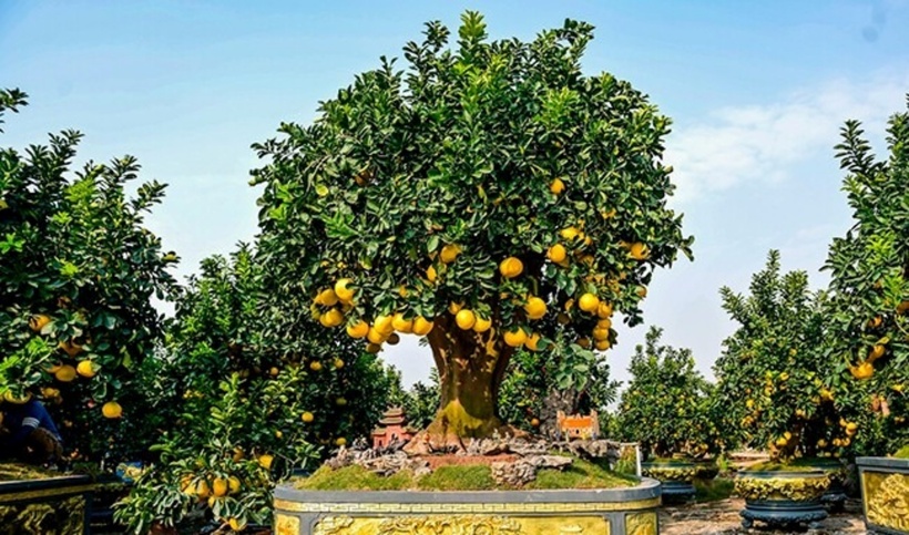 Theo Tri Thức & Cuộc sống, anh G. ở Hưng Yên cho biết,  phần lớn cây trong vườn đều có tuổi đời từ 30 đến 40 năm trở lên. Giá của những cây nhỏ dao động từ 3 đến 7 triệu đồng, trong khi các cây lớn hơn có giá từ 20 đến 60 triệu đồng.