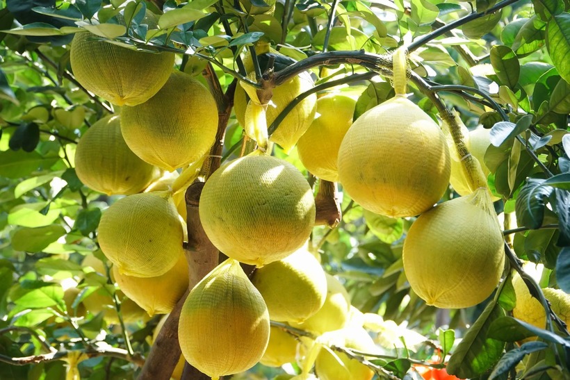 Theo VietNamNet, Anh C. (Hưng Yên) tiết lộ sở hữu cây bưởi được định giá cao lên đến 600 triệu đồng. Một cây bưởi độc đáo khác trong vườn của anh C. có tên gọi là Cội nguồn quê hương, được anh định giá 650 triệu đồng. Cây có thế dáng làng, bóng tán rộng, gợi hình ảnh cây đa cổ thụ che chở xóm làng.