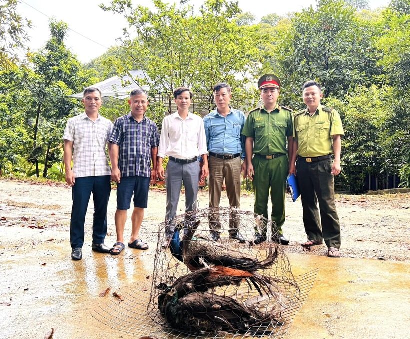 Vườn Quốc gia Vũ Quang tiếp nhận 3 cá thể công xanh (tên khoa học là Pavo muticus) do ông Nguyễn Phi Long bàn giao. (Ảnh: VQGVQ)