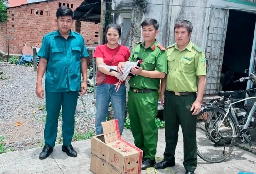 Phát hiện gà lôi trắng quý hiếm nặng 1,5kg trong rừng cao su, người phụ nữ bắt lại rồi báo chính quyền. Ảnh: Pháp luật TP.HCM