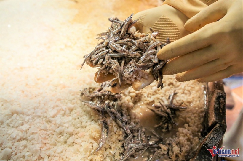 Nguyên liệu muối nước mắm là cá cơm than. Ảnh: VietNamnet