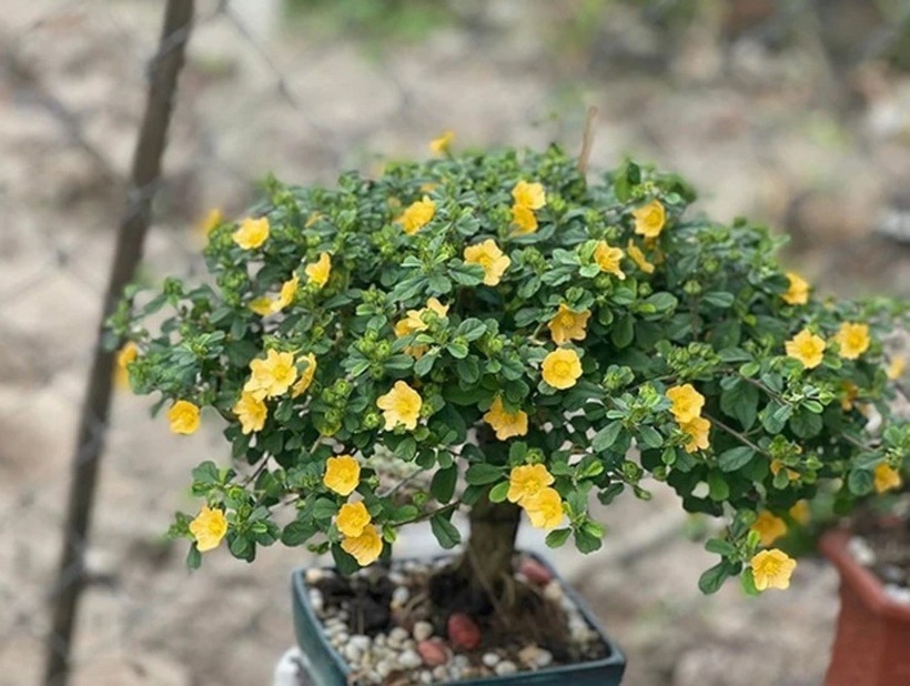 Cây hoa ké được săn lùng. Ảnh: Người đưa tin.