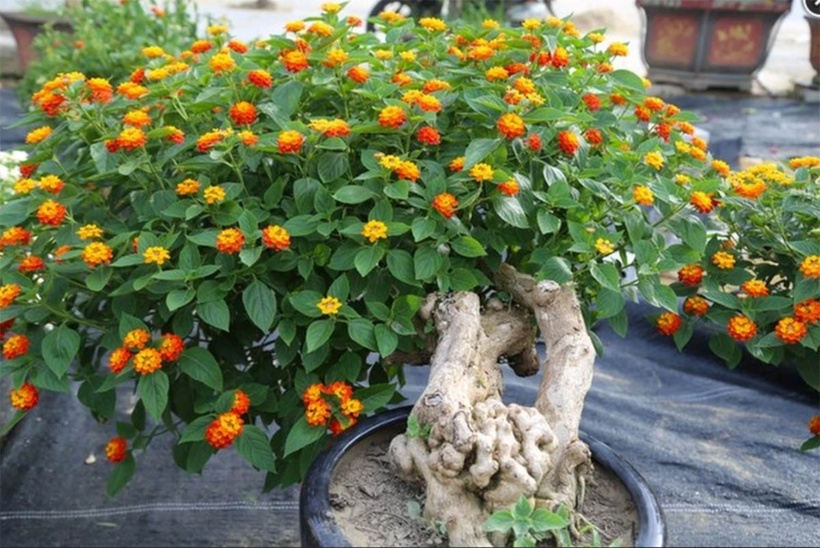 Cây hoa ngũ sắc "lên chậu" thành bonsai đẹp lạ. Ảnh: Tiền Phong