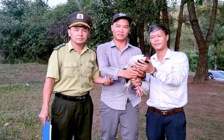 Anh Nguyễn Xuân Lộc (giữa) bàn giao con gà lôi trắng quý hiếm đi lạc vào quán nước của anh cho chính quyền địa phương và kiểm lâm. (Ảnh: UBND phường Thủy Xuân)