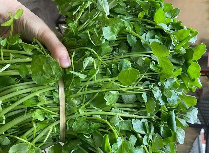 Cải xoong cũng như bất cứ loại rau lá xanh nào đều giàu dinh dưỡng, tăng khả năng miễn dịch và ngăn ngừa ung thư.