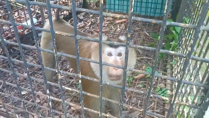 Khỉ đuôi lợn mà người dân tự nguyện chuyển giao. (Ảnh: Tuổi trẻ)