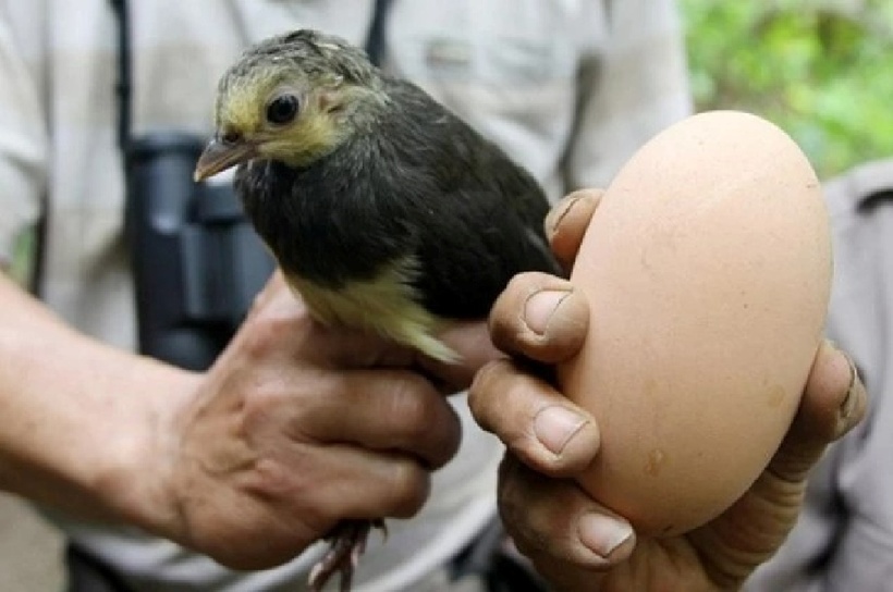 Không giống như nhiều loài chim khác, Maleo không dùng thân nhiệt để ấp trứng mà tận dụng các yếu tố tự nhiên.