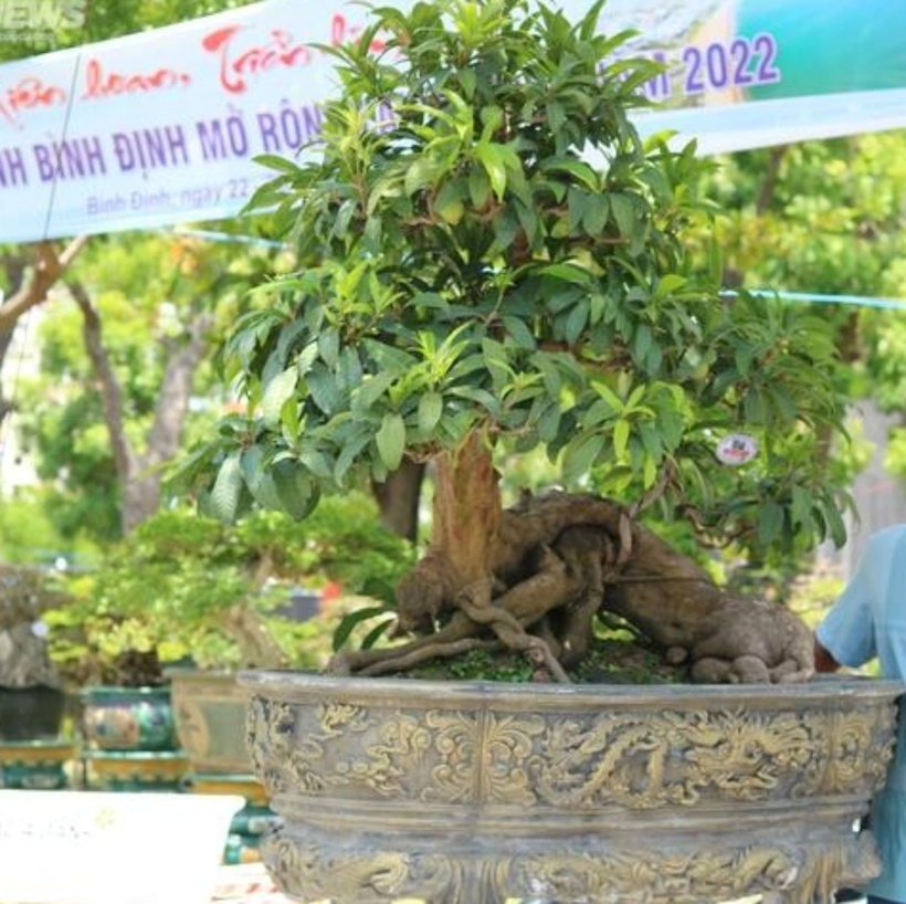 Anh Q.L, chủ vườn Q.L ở Gia Lai, cho biết hiện nay, người chơi bonsai thường chuộng những cây có trái hoặc mang dáng các linh thú phong thủy như long, lân, quy, phụng. Giá cây sẽ tùy thuộc vào cảm nhận và sự yêu thích của từng khách hàng. Anh L. hiện sở hữu cây lê-ki-ma (cây trứng gà) hàng trăm năm tuổi sai trĩu quả, có giá trị gần nửa tỷ đồng.