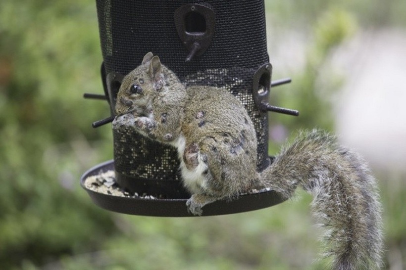 Hàng loạt khối u mọc trên người con sóc ở Mỹ.