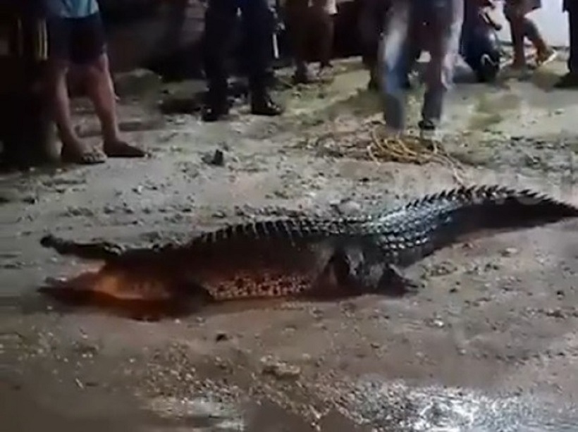 Con cá sấu tỏ ra hung dữ khi bị bắt. Ảnh cắt từ clip