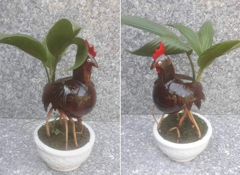 Những cây dừa bonsai thủy canh sở hữu bộ dễ dài trắng nõn có khi còn được rao bán với giá hàng triệu đồng.