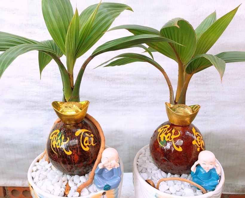 Dừa bonsai là loại cây dừa cảnh kích thước nhỏ được nhiều người yêu thích bởi sức sống mãnh liệt, dễ bày trí trong nhà, đặc biệt ở những góc khuất.