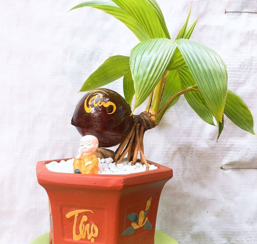 Theo Thanh Niên, anh L.V.L (An Giang) đã biến dừa khô giá rẻ thành những cây bonsai dừa mini độc đáo, thu về lợi nhuận lớn. Mỗi cây bonsai của anh có kích thước chỉ bằng một gang tay, được bán với giá từ vài trăm ngàn đến 2 triệu đồng. Trung bình mỗi tháng, anh L. bán được hàng chục cây, mang lại thu nhập ổn định. Anh Linh cho biết, bí quyết nằm ở việc chọn giống dừa xiêm nhỏ. "Dừa khô càng nhỏ làm bonsai càng đẹp," anh chia sẻ. Quy trình làm bonsai của anh gồm các bước: lột vỏ cẩn thận để bảo vệ rễ, đánh bóng, ủ ẩm, sau đó uốn nắn và xử lý rễ khi cây đã mọc lá.
