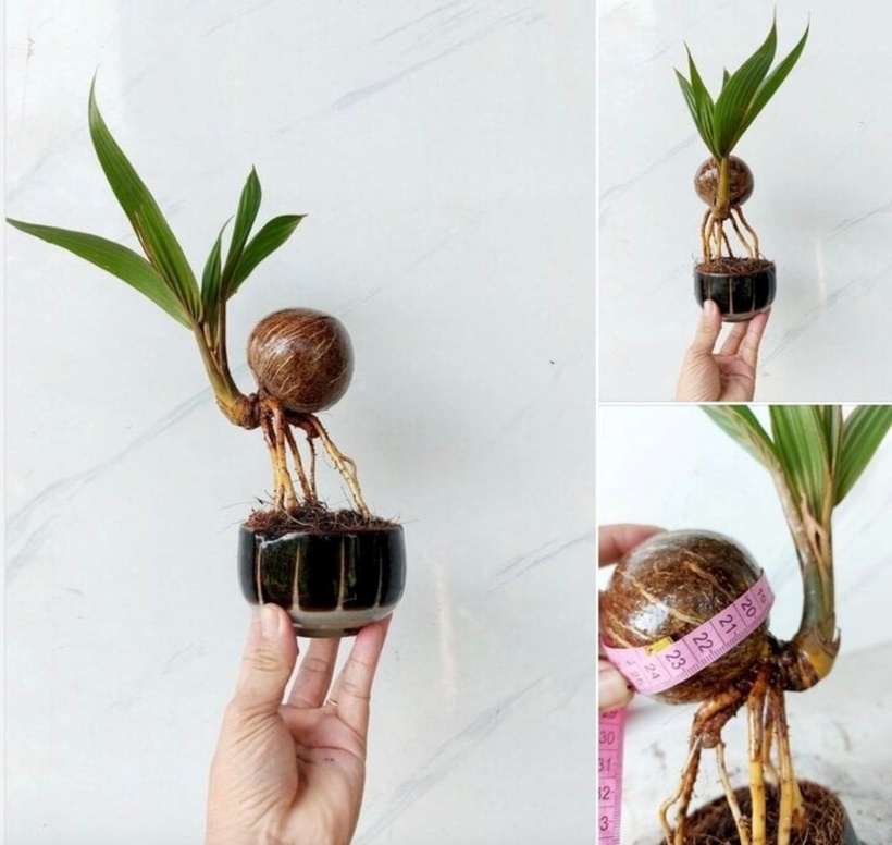 Theo anh L.: "Công đoạn khó nhất là từ lúc mầm mới lên, phải cắt tỉa cẩn thận, không tưới nước nhiều. Không xịt nước mạnh quá. Khi trồng bonsai ở thời tiết ấm ướt cần chú ý đến bệnh đốm trắng".
