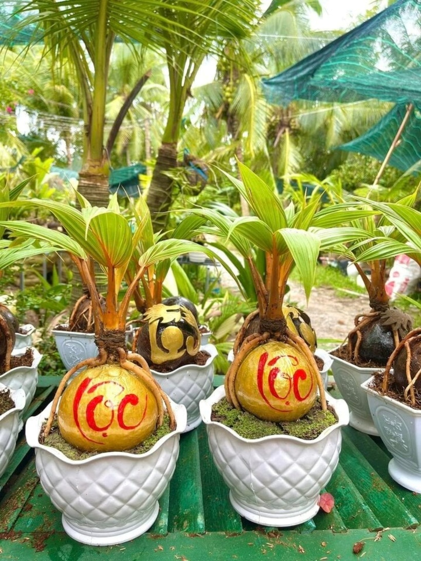 Chia sẻ trên VTC News, chị H. cho biết, dừa bonsai mini hút khách vì giá thành phù hợp với túi tiền người tiêu dùng. Hiện loại dừa cảnh này đang được chào bán trên các mạng xã hội và sàn thương mại điện tử với giá từ 100.000 - 700.000 đồng/chậu. Trong đó, nhiều người chọn mua nhất loại cây trong tầm giá từ 250.000 - 300.000 đồng/chậu.