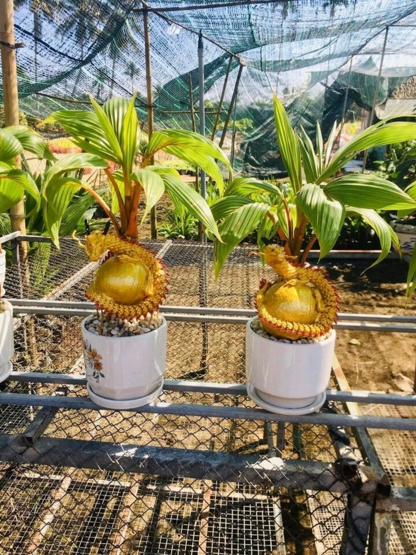 Nhiều cây được trang trí đẹp mắt.