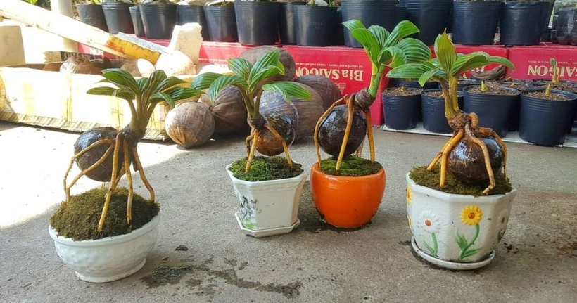 Những cây bonsai dừa vô cùng đẹp mắt, thu hút giới mê cây.
