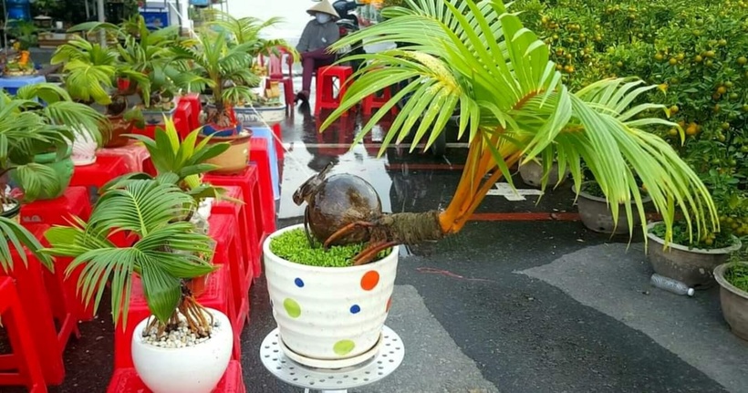Những chậu bonsai dừa có thế, dáng độc đáo.