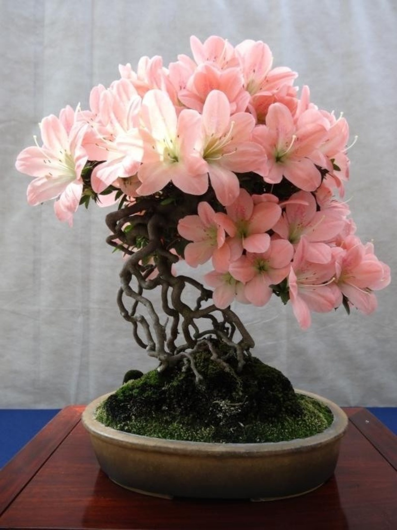 Đỗ quyên từ lâu đã được người Nhật ưa chuộng làm bonsai, dùng để trang trí trong nhà hoặc sân vườn. Cây đỗ quyên thường có dáng thấp, dạng bụi, nên khi hoa nở sẽ xòe rộng khắp bề mặt, tạo nên một cảnh tượng rực rỡ và đẹp mắt. Đặc biệt, cây có ít lá nhưng lại rất sai hoa, mỗi chùm hoa kết thành nhiều bông, vô cùng lộng lẫy và thu hút.