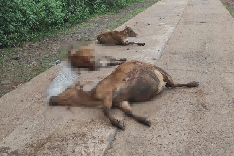 Vụ tai nạn khiến 18 con bò tử vong. Ảnh: Dân Trí