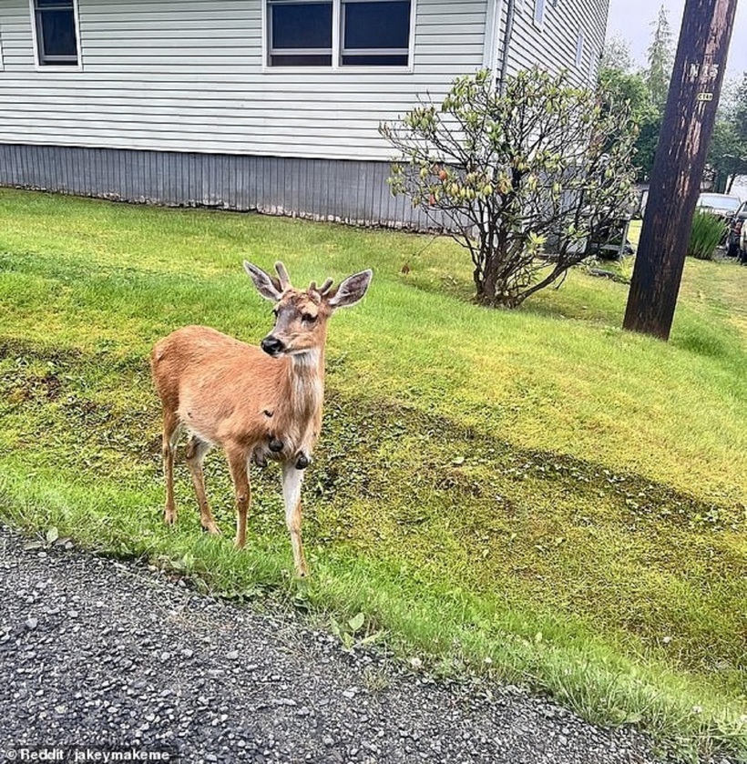 Những con hươu thân mọc chi chít khối u đen sì gieo rắc nỗi sợ hãi ở Mỹ - 1
