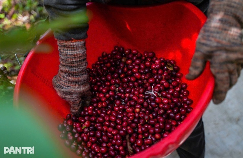 Cà phê được thu hái phải chín 100%. Ảnh: Dân trí