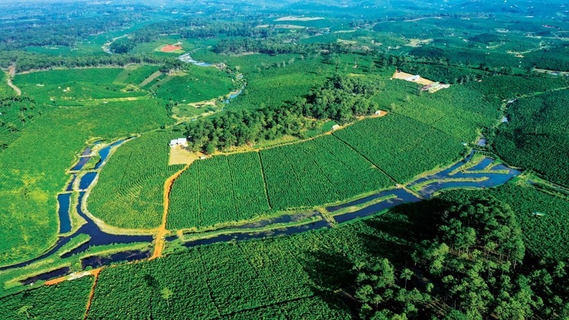 Khu vườn cà phê rộng 111ha của gia đình anh Lộc. Ảnh: Báo Lâm Đồng