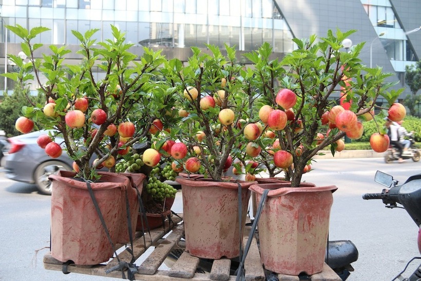 Táo bonsai đang tạo nên một trào lưu mới trên thị trường cây cảnh. Đây là loại cây cảnh khá mới mẻ tại Việt Nam.