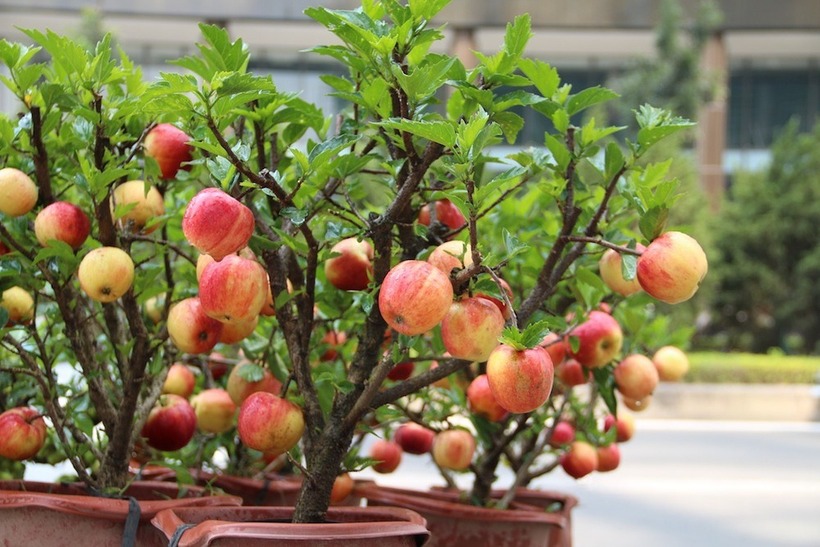 Cây táo này được trồng trong chậu cảnh với chiều cao dưới 1m. Mỗi cây có khoảng chục quả to, tròn và có màu sắc bắt mắt. Nhờ hình dáng nhỏ gọn, loại cây này rất dễ trưng bày trong nhà hay văn phòng.