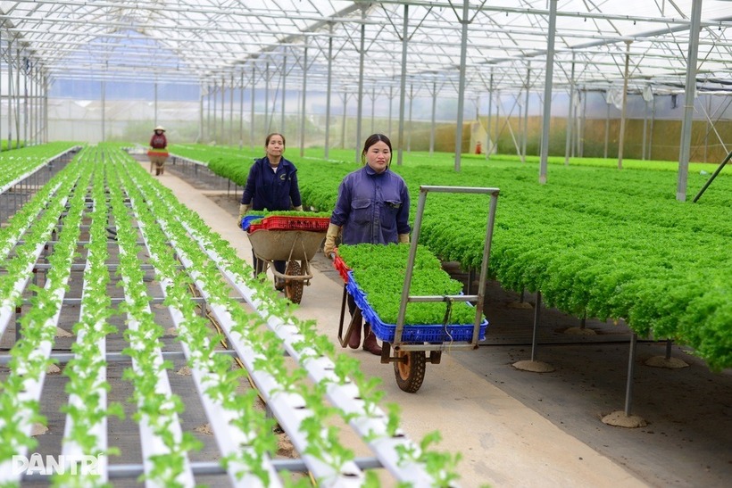 Trang trại của gia đình anh Tô Quang Dũng cũng đang tạo công ăn việc làm thường xuyên cho 18 lao động. Ảnh: Dân trí