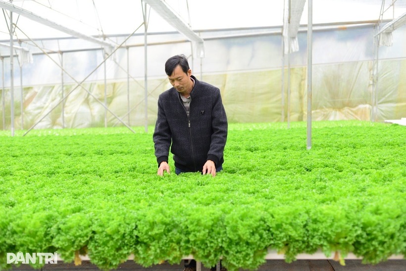Anh Dũng tại trang trại trồng xà lách thủy tinh. Ảnh: Dân trí