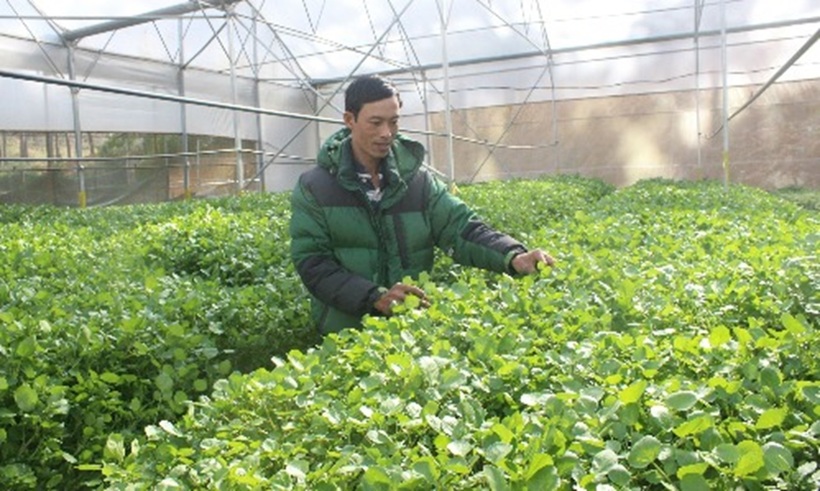 Anh Dũng thời gian đầu khởi nghiệp trồng rau. Ảnh: VnExpress