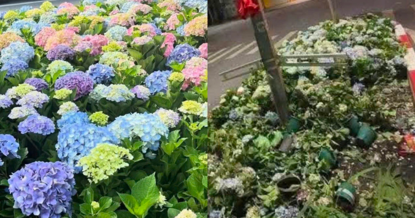 Hoa tươi được chuyển từ Đà Lạt ra trang hoàng đường phố cũng bị giẫm nát