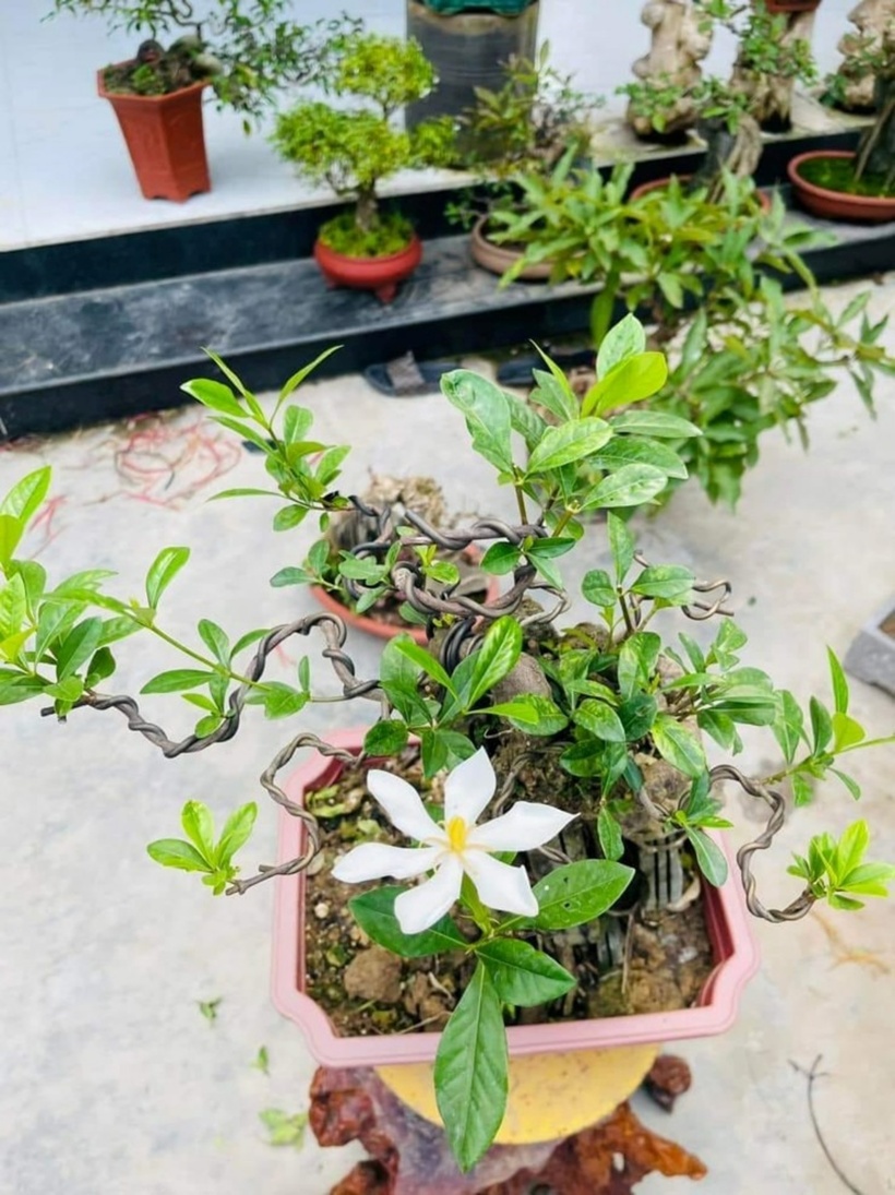 Những chậu dành dành khoe sắc trắng muốt trước hiên nhà khiến cho lòng ai cũng xao xuyến.