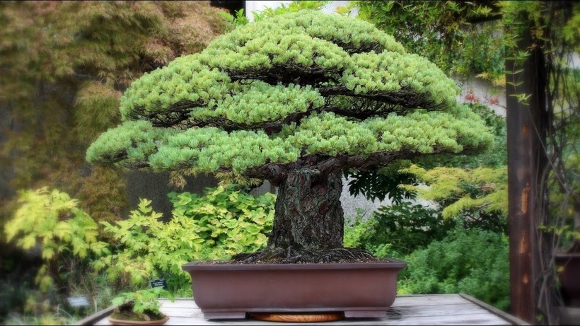 Cây thông Yamaki là một trong những cây bonsai nổi tiếng nhất thế giới có giá 1 triệu USD. Cây thông này đã sống sót sau quả bom nguyên tử được thả xuống Hiroshima, Nhật Bản trong Thế chiến thứ hai. Ảnh: Khoa học & Đời sống
